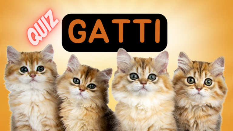 Gatti - Immagine Header